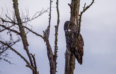 Great Grey Owl at Dawn at the Sax Zim Bog in Minnesota