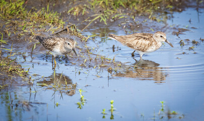 Two Least Sandpipers at the Stick Marsh in Fellsmere, Florida.