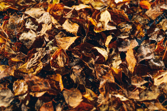 abstract dried leaves, close-up view