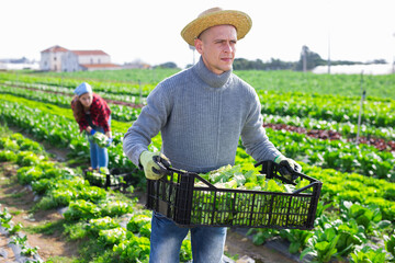 Positive farmer carries plastic box with harvest of salad