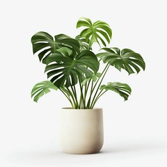 Lush Monstera Plant in a Minimalist Pot Isolated on White. Generative ai