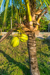 Beautiful and small coconut tree with many green coconuts, on an island close to Coroa Vermelha in the Porto Seguro region, Bahia, Brazil.