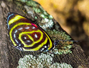 Beautiful butterfly known as Catagrama Pygas, photographed on a dry trunk in Sítio in Esmeraldas, Minas Gerais.