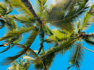 Palm green leaves on a clear blue sunny sky background