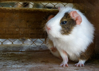 Beautiful Guinea Pig photographed in a breeding facility located in Esmeraldas, Minas Gerais.