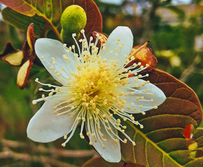 Beautiful guava flower on a rural site in Esmeraldas, Minas Gerais.