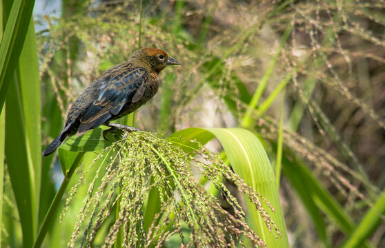 Beautiful Garibaldi or Doremi on a farm on the edge of the V&aacute;rzea das Flores logo, located in Contagem, Minas Gerais.
