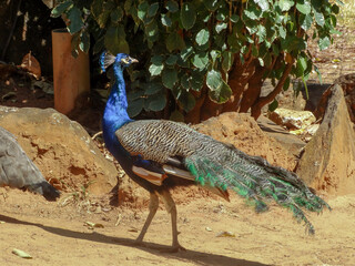 Beautiful male Peacock photographed in a breeding facility located in Esmeraldas, Minas Gerais.