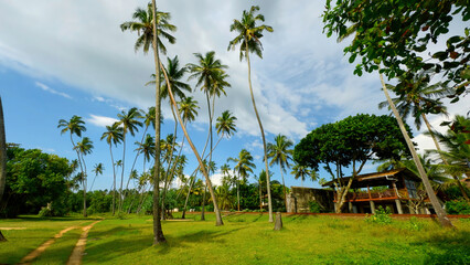 Natural landscape of palm trees and green bright grass. Action. Beautiful cottage and summer countryside landscape.