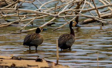 Beautiful mallard known as Irerê walking along the edge of the Várzea das Flores lagoon, feeding among the dry branches