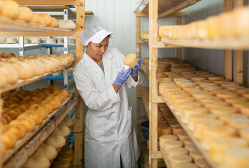 Professional woman cheesemaker checking aging process of hard goat cheese in special maturing...
