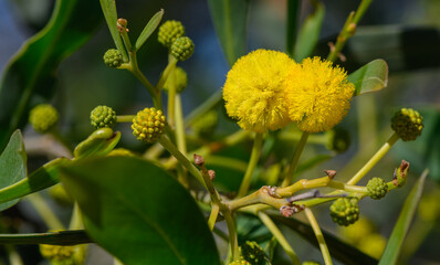 the beginning of mimosa flowering in Cyprus 4