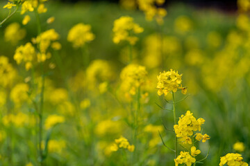 菜の花