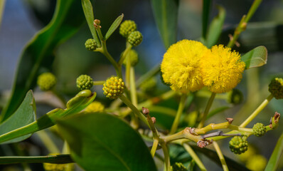 the beginning of mimosa flowering in Cyprus 2