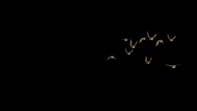 Eurasian Goldfinches - Easter Birds - Flock of 10 - Flying Over Screen - Side Angle View MS - Alpha Channel - Realistic 3D animation isolated on transparent background 