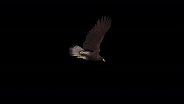 Eurasian White-Tailed Eagle - Flying Loop - Low Angle View CU - Alpha Channel - Realistic 3D animation isolated on transparent background with alpha channel