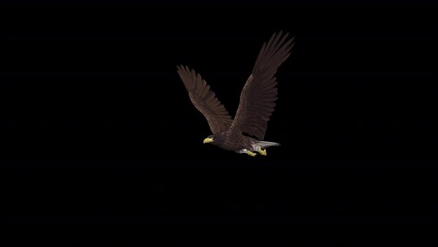 Eurasian White-Tailed Eagle - Flying Loop - Side Angle View CU - Alpha Channel - Realistic 3D animation isolated on transparent background with alpha channel