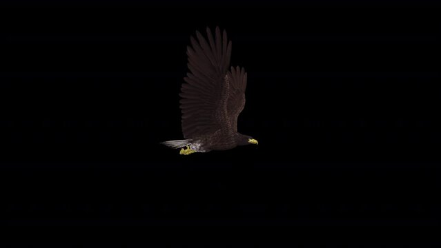 Eurasian White-Tailed Eagle - Flying Loop - Side View CU - Alpha Channel - Realistic 3D animation isolated on transparent background with alpha channel