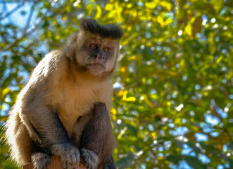 Beautiful yellow capuchin monkey photographed in the forest of a water park in Caldas Novas, Goiás, Brazil