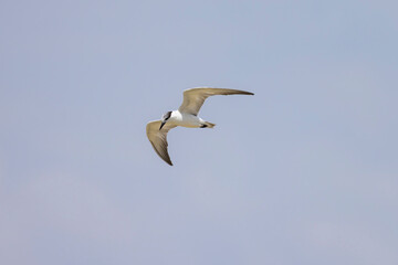 Whiskered Tern in flight seen in natural native habitat, Bentota Beach, Sri Lanka