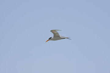 Fototapeta na wymiar Common Tern in flight in natural native habitat, Bentota Beach, Sri Lanka