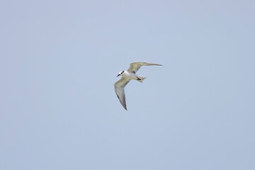 Whiskered Tern in flight seen in natural native habitat, Bentota Beach, Sri Lanka