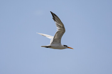 Common Tern in flight in natural native habitat, Bentota Beach, Sri Lanka