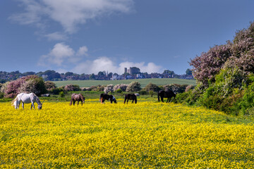 Walking in East Sussex, England, in spring, horses in a buttercup field and Lewes and Lewes castle in the background © veronique