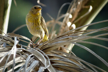 Canary-of-the-earth, photographed on a tree on a farm in the urban area of ​​Esmeraldas.