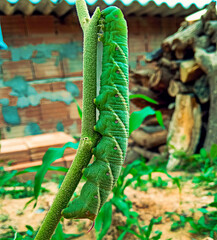Caterpillar caterpillar, green caterpillar parasitoid on a backyard plant in Esmeraldas, Minas Gerais.