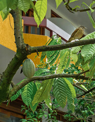 Cocoa tree with small green cocoa and beautiful little bird just above it in the middle of a closed yard in a rural area of ​​Porto Seguro, Bahia