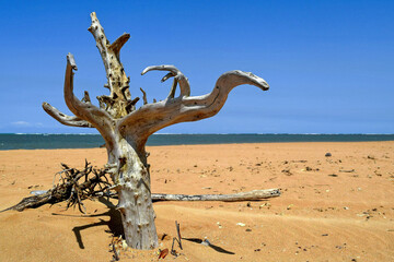 Dead and twisted tree trunk on a small desert island with dark sands in Cabrália, Bahia
