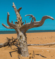 Dry tree trunk, twisted on a small desert island with dark sands in Cabrália, Bahia