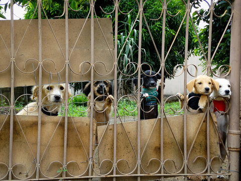 Family of dogs, between the gate bars in the backyard of a house in Juatuba