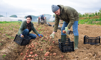 Couple of professional farmers, man and woman, harvesting sweet potatoes at a farm field