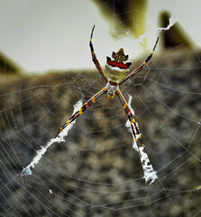 Garden spider known as the Silver Spider, photographed in a garden at Esmeraldas, Minas Gerais.