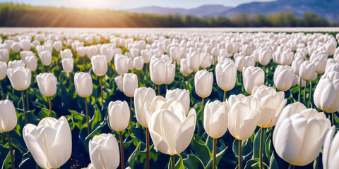 Nature color. Spring season background. Sunny flower field. Tulip garden landscape. May floral bloom. Green grass beauty. Light day park April leaf close up Fresh plant bulb grow. Bright sun blue sky.