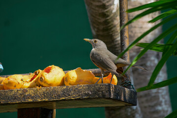 garden with improvised bird feeder, with lots of fruit remains and a beautiful thrush on top