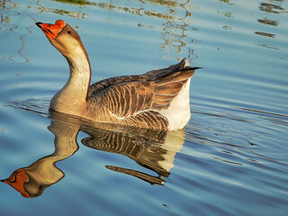 Goose, photographed in an artificial lake on a farm in the urban area of ​​Esmeraldas.