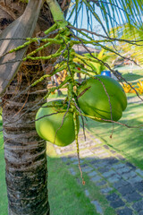 Green coconuts from a coconut tree in the garden of a restaurant in the middle of an island with lots of forest and blue sky in Coroa Vermelha, Bahia
