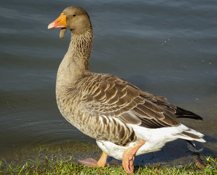 Goose, photographed near an artificial lake on a farm in the urban area of ​​Esmeraldas.