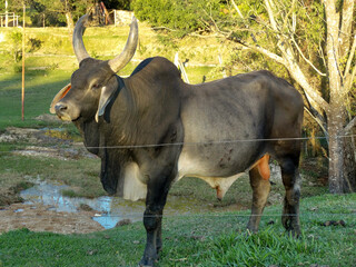 Guzerá ox with large horns, photographed on a farm in Esmeraldas, Minas Gerais.
