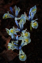 Bright blue iris flower, early sprint in Victoria, Vancouver Island, British Columbia, Canada