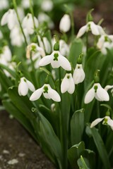 Beautiful and gentle snowdrops, first signs of sprint in Victoria, Vancouver Island, British...