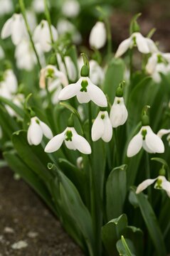 Beautiful and gentle snowdrops, first signs of sprint in Victoria, Vancouver Island, British Columbia, Canada