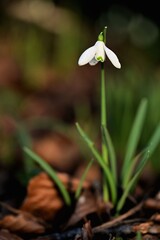 Fototapeta premium Beautiful and gentle snowdrops, first signs of sprint in Victoria, Vancouver Island, British Columbia, Canada