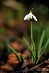 Beautiful and gentle snowdrops, first signs of sprint in Victoria, Vancouver Island, British Columbia, Canada