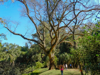 Large tree with many almost dry branches amidst lots of vegetation with plants of various species, beautiful lawn and people strolling, in the open-air museum of Minas Gerais