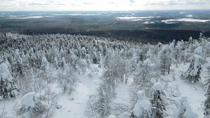 Aerial view of a people walking among snow covered pine trees in a winter forest. Clip. Concept of travelling and hiking.