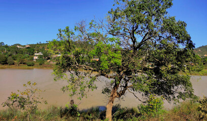 Large tree, with a clear blue sky, in front of the lagoon in the Jardim das Oliveiras neighborhood, Esmeraldas, Minas Gerais, Brazil.